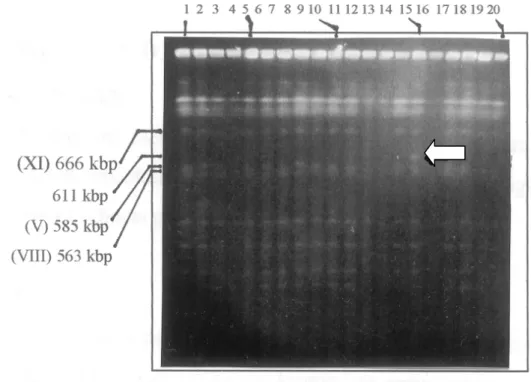 Gambar 3. Hasil penapisan transforman khamir dengan PFGE. Lajur ke-15 merupakan khamir yang membawa  kromosom XII yang sudah terpotong pada sisi kanan lokus rDNA dengan ukuran 611 kbp