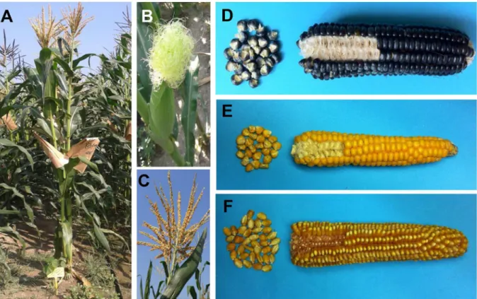 Fig 1. Phenotype of the Millo Corvo maize cultivar and ears comparison with two other maize traditional cultivars