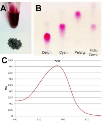 Fig 2. Anthocyanin characterization. Anthocyanins alcoholic extract from the powder (A, above) obtained by milling the surface of the Millo Corvo kernels (A, below)