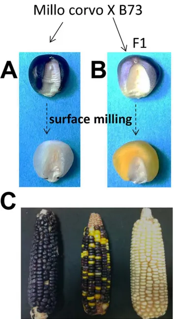 Fig 4. Carotenoid assay by surface milling and following F2 and F3 yy segregation. Surface milling of the Millo Corvo seeds (A) and of the F1 seeds obtained by crossing with B73 inbred line (B)