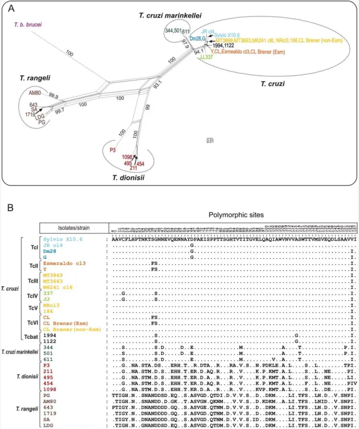 Figure 3. Network and polymorphism analyses on catalytic domain of cruzipain genes from different trypanosome species