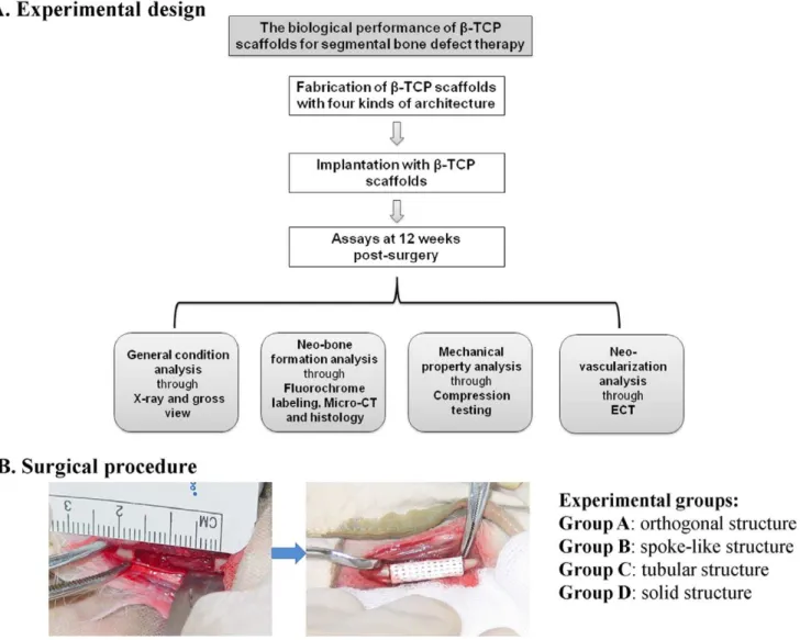 Figure 1. Experimental design and surgical procedure. (A) The experimental design of the whole study