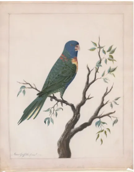 Fig.  1.4.  Painting  from  1772  of  a  rainbow  lorikeet  (Trichoglossus  moluccanus) by Moses Griffith (1747-1819), the suggested earliest painting  of an Australian bird