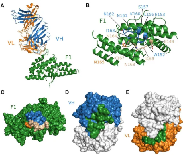 Figure 3. Crystal structure of F1/R218 Fab complex. (A) Overall structure of the F1/R218 Fab complex shown in ribbon representation