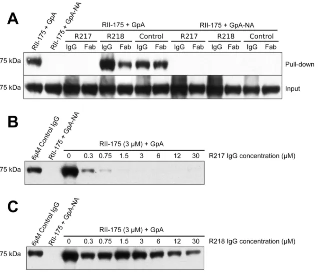 Figure 6. Direct antibody-inhibition of GpA binding by RII. (A) RII binds to GpA (lane 1), but not to neuraminidase treated GpA (GpA-NA – lane 2)