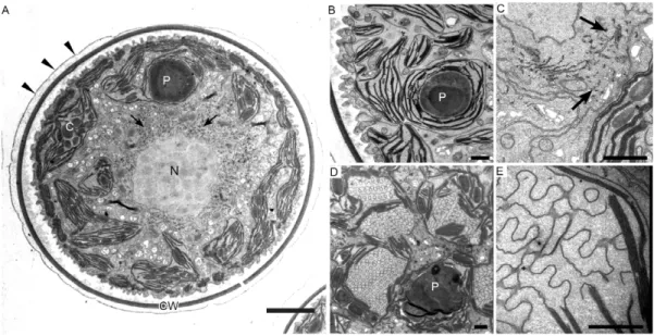Figure 2. Transmission electron micrographs of green coccoid cells in H. pluvialis . A