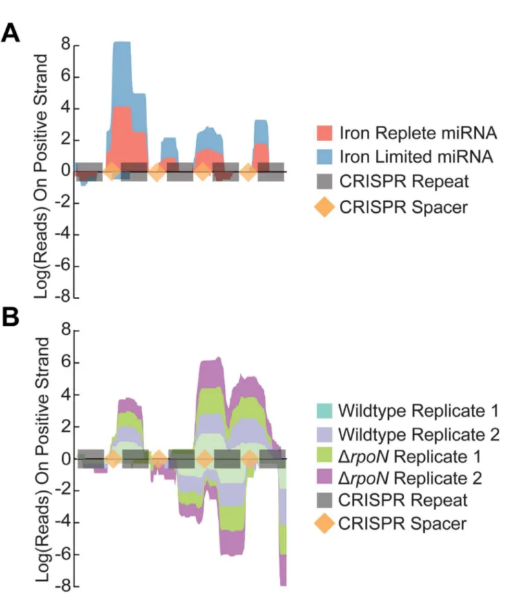 Figure 4.  The CRISPR region is defined and strand specific in the miRNA sequencing library