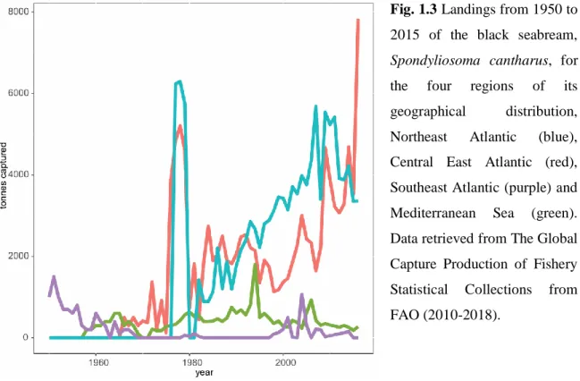 Fig. 1.3 Landings from 1950 to  2015  of  the  black  seabream,  Spondyliosoma  cantharus,  for  the  four  regions  of  its  geographical  distribution,  Northeast  Atlantic  (blue),  Central  East  Atlantic  (red),  Southeast Atlantic (purple) and  Medit