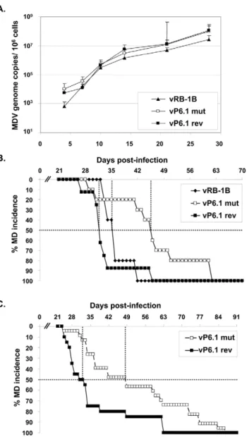 Figure 4. P6.1 stem-loop mutation does not affect lytic replication in vivo , but delays MD incidence