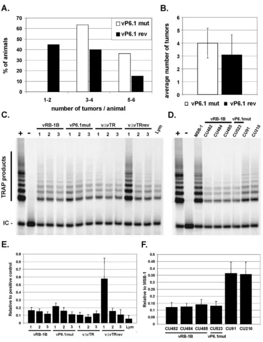 Figure 5. vTR-TERT interaction is not required for efficient tumor dissemination or for telomerase activity in tumor cells