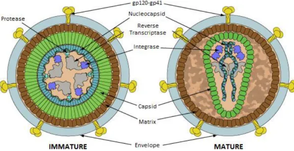 Figure 1 –  HIV Viral Particle Structure.  Each virion  is a  structured assembly of ssRNA  and  viral  proteins  enveloped  by  a  lipid  bilayer