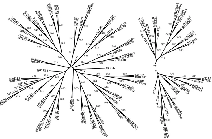 Figure 1. Maximum likelihood phylogeny of the TIR domain of the TLR family and TLR adaptor molecules shows strong support for individual branches corresponding to vertebrate TLR3, TLR4, TLR5, and invertebrate TLR9