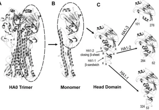 Figure 1. Depiction of the HA1-1, HA1-2 and HA1-3 globular head subunits. A) Ribbon diagram of the trimeric PR8 HA0 ectodomain with a monomeric subunit of the HA trimer circled
