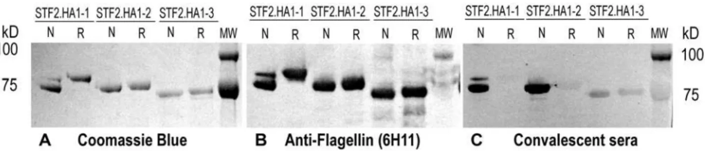 Figure 2. STF2.HA1-1, STF2.HA1-2 and STF2.HA1-3 expression, purification and immmunoreactivity