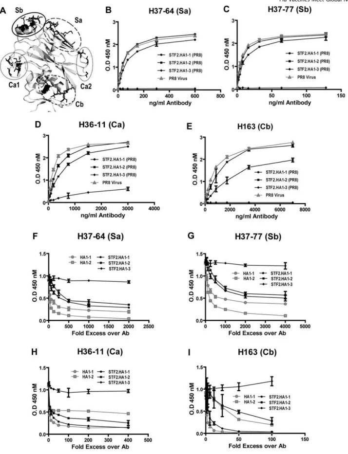 Figure 4. Comparative recognition of STF2.HA1-1, STF2.HA1-2, STF2.HA1-3 and PR8 virus by neutralizing monoclonal antibodies.