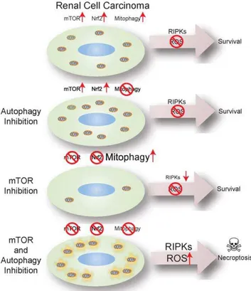 Figure 6. Model depicting mechanism of necroptosis induction by mTOR and autophagy inhibition