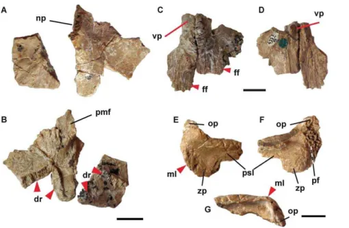 Figure 4. Dentary cross sections of Aviturus exsecratus , drawn from natural cross section