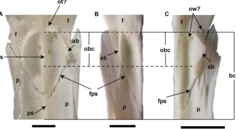 Table 1. Femoral index (relation of length of femur to the length of largest trunk vertebrae, [8]) in giant salamanders.