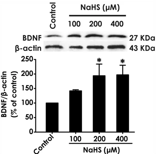 Fig 1. Effect of H 2 S on the expression of BDNF protein in PC12 cells. PC12 cells were treated with NaHS (100, 200, and 400 μM) for 24 h