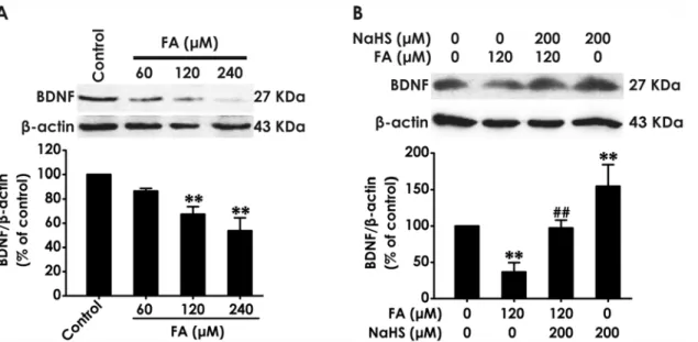 Fig 2. Effect of H 2 S on the expression of BDNF protein in formaldehyde-treated PC12 cells