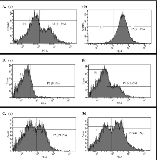 Fig 4. Propidium iodide uptake. Uptake of propidium iodide by untreated (a) or oleanolic acid-treated (2 × MIC) bacterial cells (b): Listeria monocytogenes (A), Enterococcus faecium (B), and Enterococcus faecalis (C)