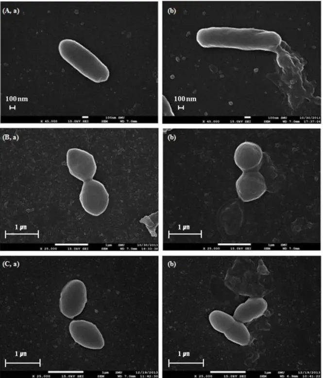 Fig 5. Scanning electron microscope images. After exposed to oleanolic acid at 2 × MIC, untreated (a) and oleanolic acid-treated bacterial cells (b):
