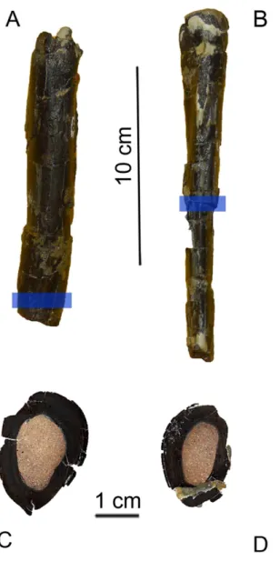 Figure 3. Thin sections of tibia of Aniksosaurus darwini . Tibiae MDT-PV 1/28 (A, C) MDT-PV 1/1 (B, D)