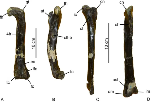 Figure 4. Femur and tibia of Aniksosaurus darwini . Right femur (MDT-PV 1/3) in posterior (A) and medial (B) views