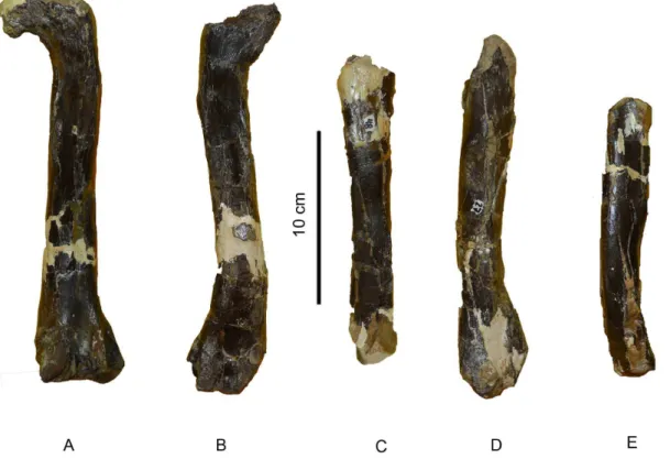 Figure 5. Femora of Aniksosaurus darwini in posterior view. (A) MDT-PV 1/3*, right femur