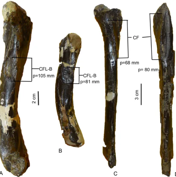 Table 2. Measurements (in mm) of the tibiae of Aniksosaurus darwini. Repository number Tl P L-cf MDT-PV 1/48 243.1 68.5 64.5 MDT-PV 1/22 255.09* 80.04 80.9 MDT-PV 1/34 236.1* 71.1 63.6 MDT-PV 1/44 223.9* 71.1 55.7 MDT-PV 1/10 153.8* 74.4 66.5 MDT-PV 1/28 1