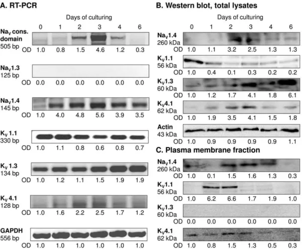 Figure 4. Expression profile of voltage-gated ion channels in cells of HDC on various days of culturing