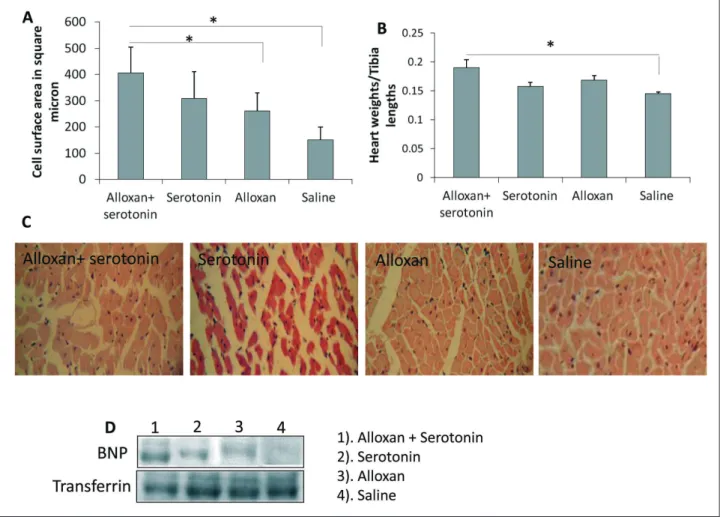 Fig. 2. Enhanced serotonin level in diabetes participates in cardiac pathologies. Cardiac hypertrophy analysis in experimental groups  (alloxan + serotonin, serotonin, alloxan and saline)