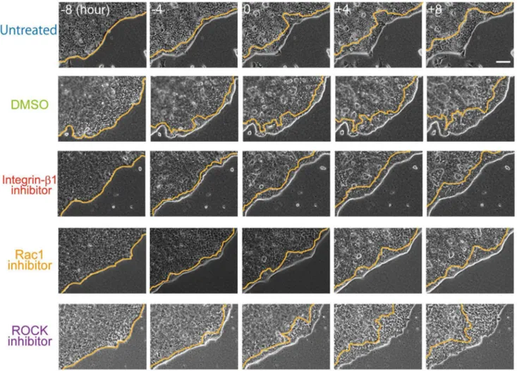 Figure 3. Temporal sequence of folding in the presence of an inhibitor. Integrin-b1 inhibitor (AIIB2, 100 ng/ml); Rac1 inhibitor (Z62954982, 100 mM), ROCK inhibitor (Y27632, 10 mM); DMSO was used as a control for the Rac1 inhibitor