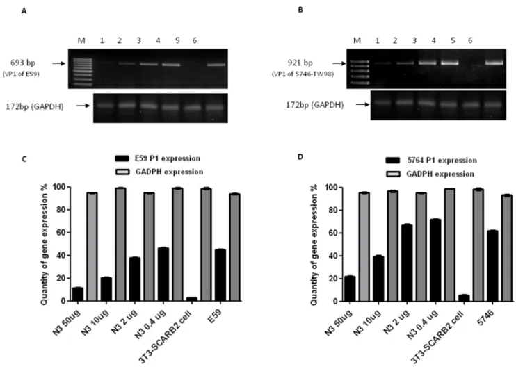 Figure 1. N3-mediated neutralization against B4 genotype of E59 and C2 genotype of 5746 viruses in vitro