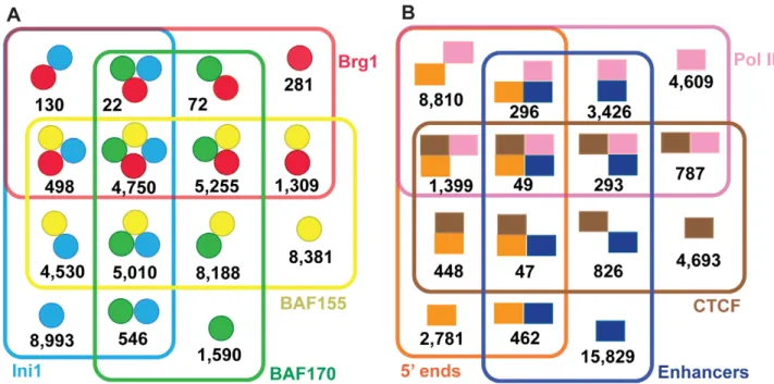 Table 2. Combinations of SWI/SNF factors found in the high- high-confidence union regions.