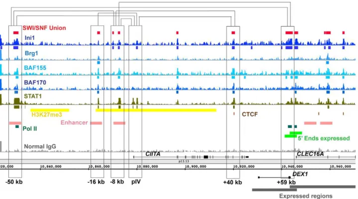 Figure 4. SWI/SNF signals relative to 3C (Chromosome Conformation Capture) sites in the CIITA locus