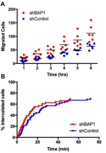 Fig. 6. Effects of depletion of BAP1 on transendothelial migration. A) TEM of UM cells based on transwell assays after lentiviral induction of shRNA targeting BAP1 or GFP