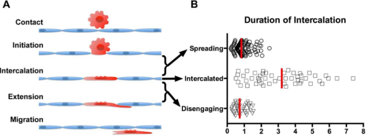 Fig. 7. Timing of TEM steps for UM cells. A) Diagram depicting the steps of TEM used by UM cells