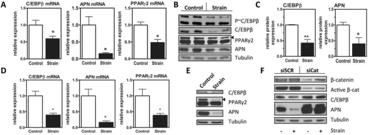 Figure 1. C/EBPb is a mechanical target in MSC. A, mRNA of C3H10T1/2 cells in adipogenic media subjected to strain, analyzed via real time PCR for C/EBPb, adiponectin (APN), and PPARc2, n = 3, *p , 0.05