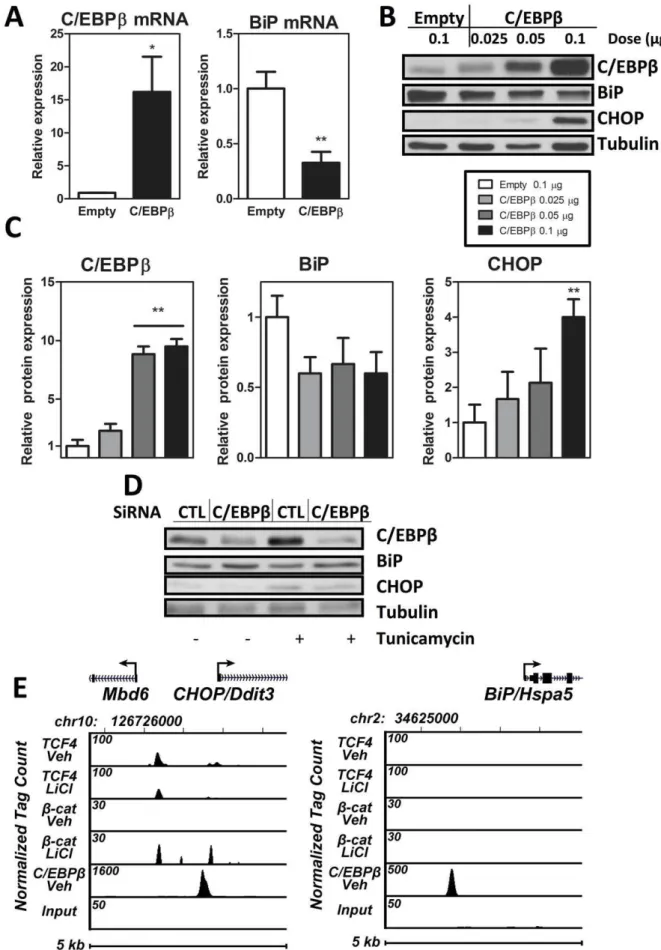 Figure 3. C/EBPb is involved in ER stress in MSC. A, C3H10T1/2 cells were transfected with 1 mg of C/EBPb versus empty vector