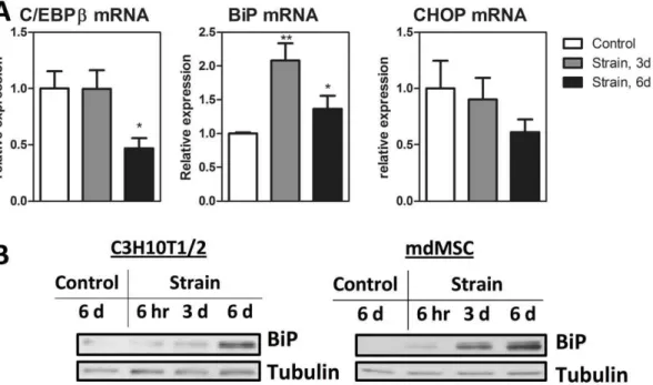 Figure 4. Mechanical strain increases ER capacity in MSC. A, MSC seeded on the same day were treated with mechanical strain for indicated time prior to mRNA (n = 3 * P , 0.05, ** P , 0.01) (A) or protein analysis (B) performed with C3H10T1/2 cells and mdMS