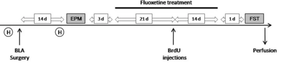 Figure 1. Schematic plan of experimental procedures and timetable. After handling (H), rats were submitted to stereotaxic surgery for BLA or sham lesions