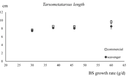 Fig 5. The length of the tarsometatarsus ( ± standard deviation) of chickens fed the scavenger or the commercial diet in function of their breed-specific (BS) growth rates