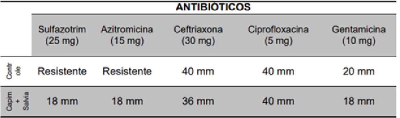 Tabela 4 - Sensibilidade da cepa clínica de Proteus mirabilis frente à ação de dos extratos oléicos de  sálvia e capim-limão em conjunto sobre antibióticos