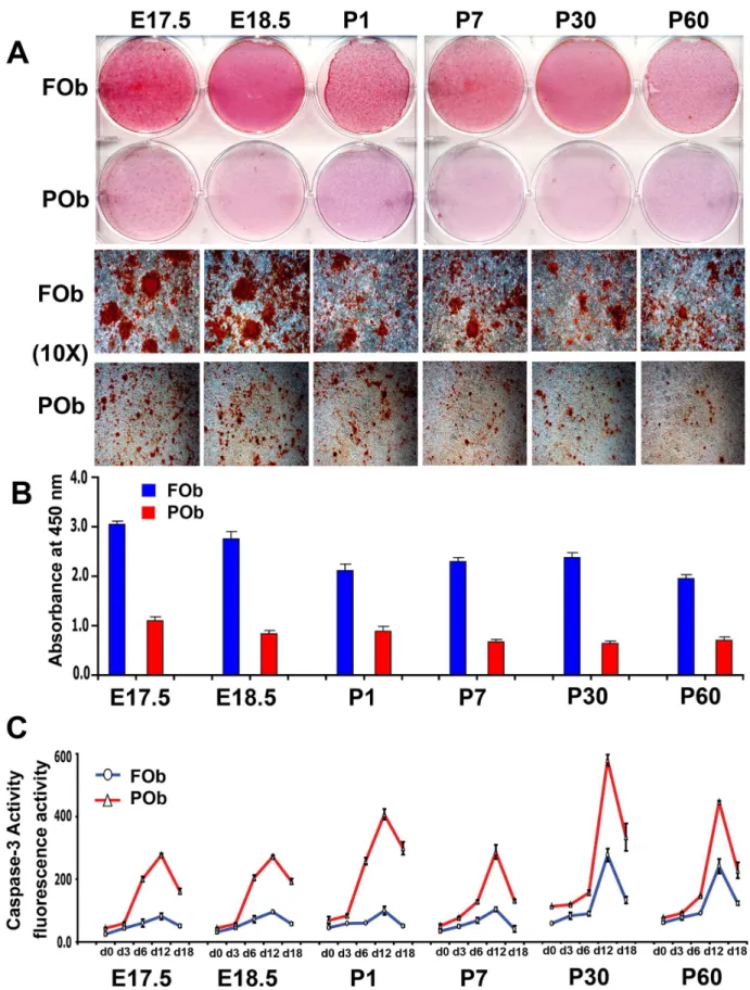 Figure 1. Apoptotic profile of FOb and POb cells undergoing to osteogenic differentiation