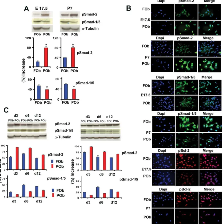 Figure 2. Differential activation of endogenous TGF-b and BMP signaling between FOB and POb cells