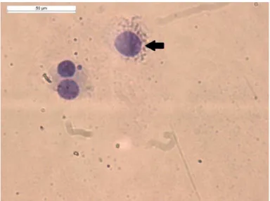 Fig. 1 Photomicrograph of mononucleated cell scored in CBMN assay 