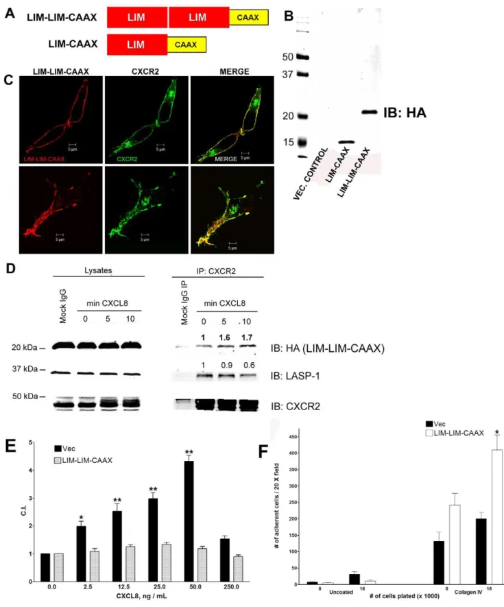 Figure 6. Expression of LIM-LIM-CAAX protein inhibits CXCR2 mediated chemotaxis. A) Schematic representation of the plasma membrane targeted LIM-CAAX and LIM-LIM CAAX constructs used as a dominant negative for inhibiting CXCR2 function