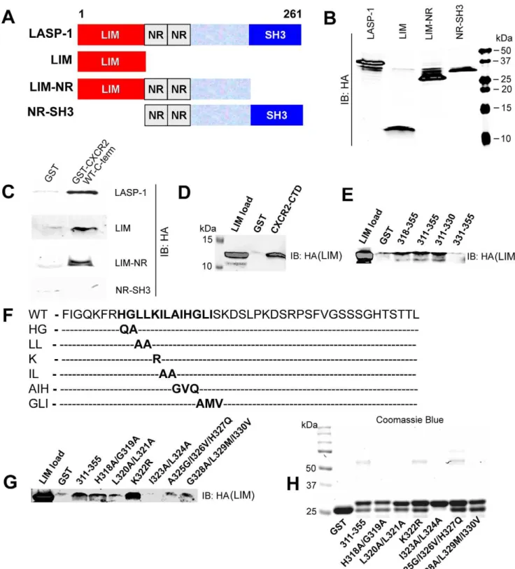 Figure 5. CXCR2 WT-CTD binds to the LIM domain of LASP-1. A) Schematic representation of the mammalian expression constructs for full length LASP-1 and its various domains