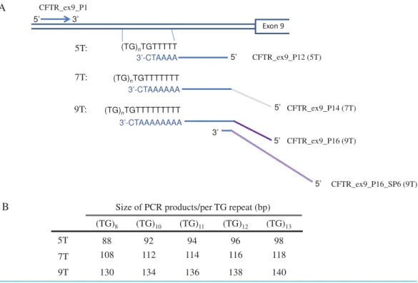 Figure 1 Primer design for CFTR poly-T analysis. (A) Diagram of the AS-PCR primers. The multi- multi-plex AS-PCR has a common upstream primer, CFTR ex9 P1, and allele specific downstream primers, CFTR ex9 P12 , CFTR ex9 P14, and CFTR ex9 P16 for 5T, 7T and